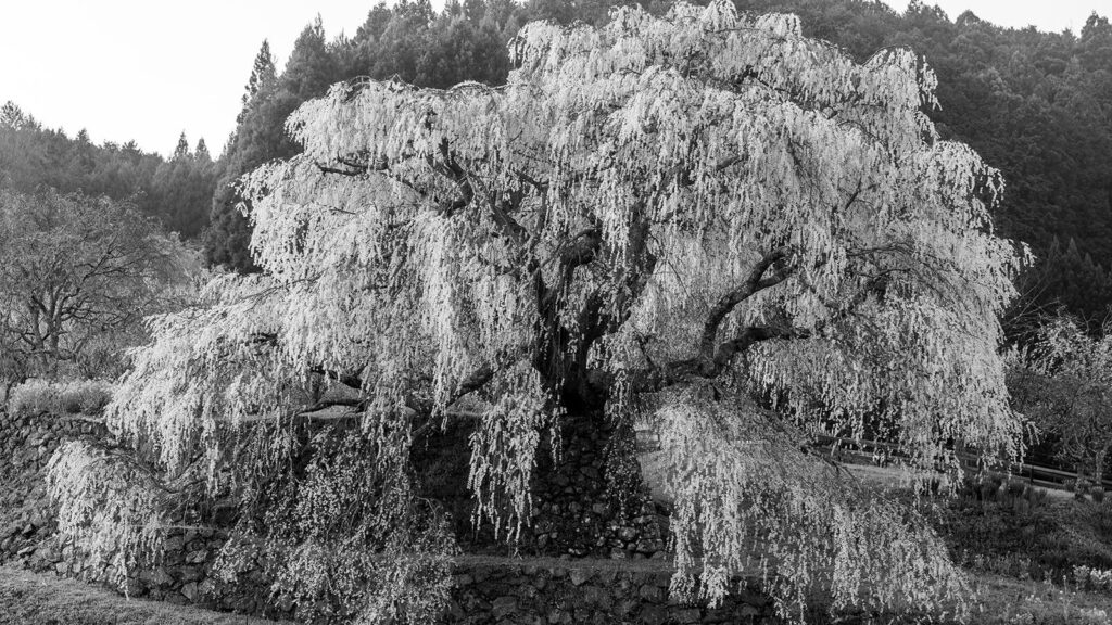 モノクロで表現した早朝の又兵衛桜の全景