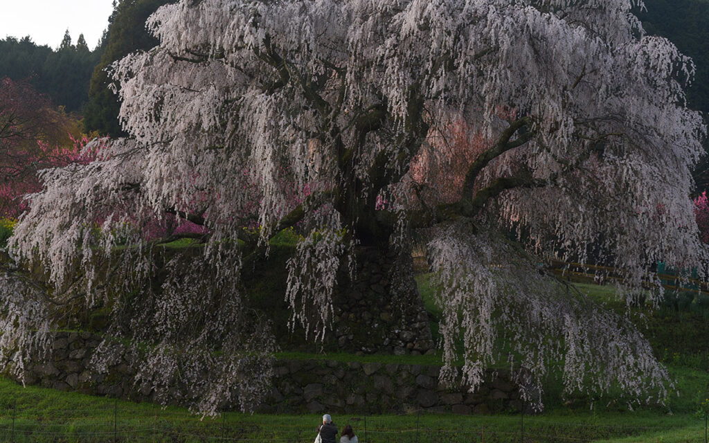 人物との比較で大きさがわかる又兵衛桜