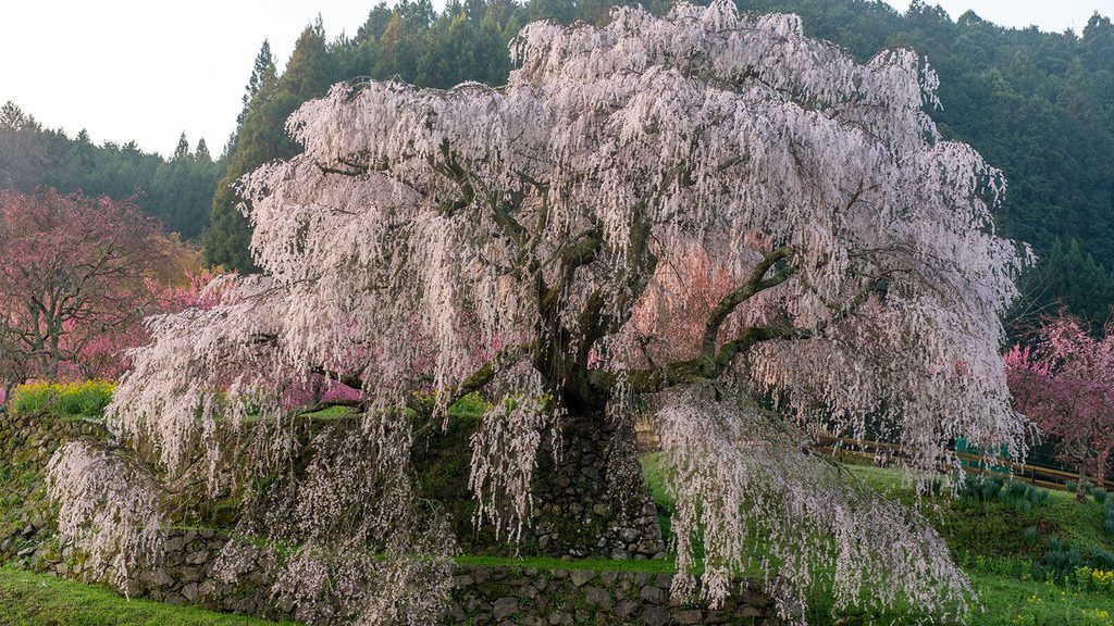 山を背景に大きく枝を広げる又兵衛桜の全景