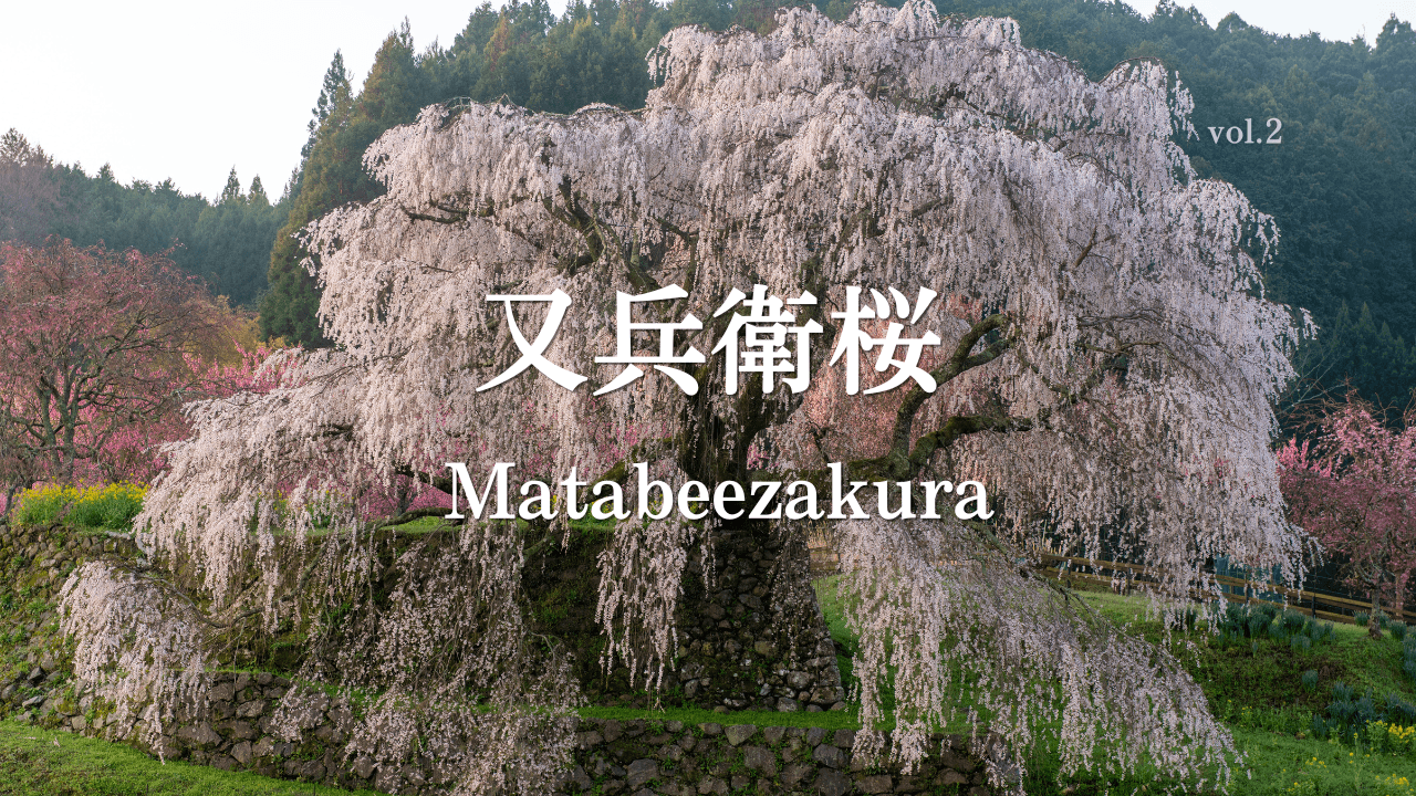 又兵衛桜
