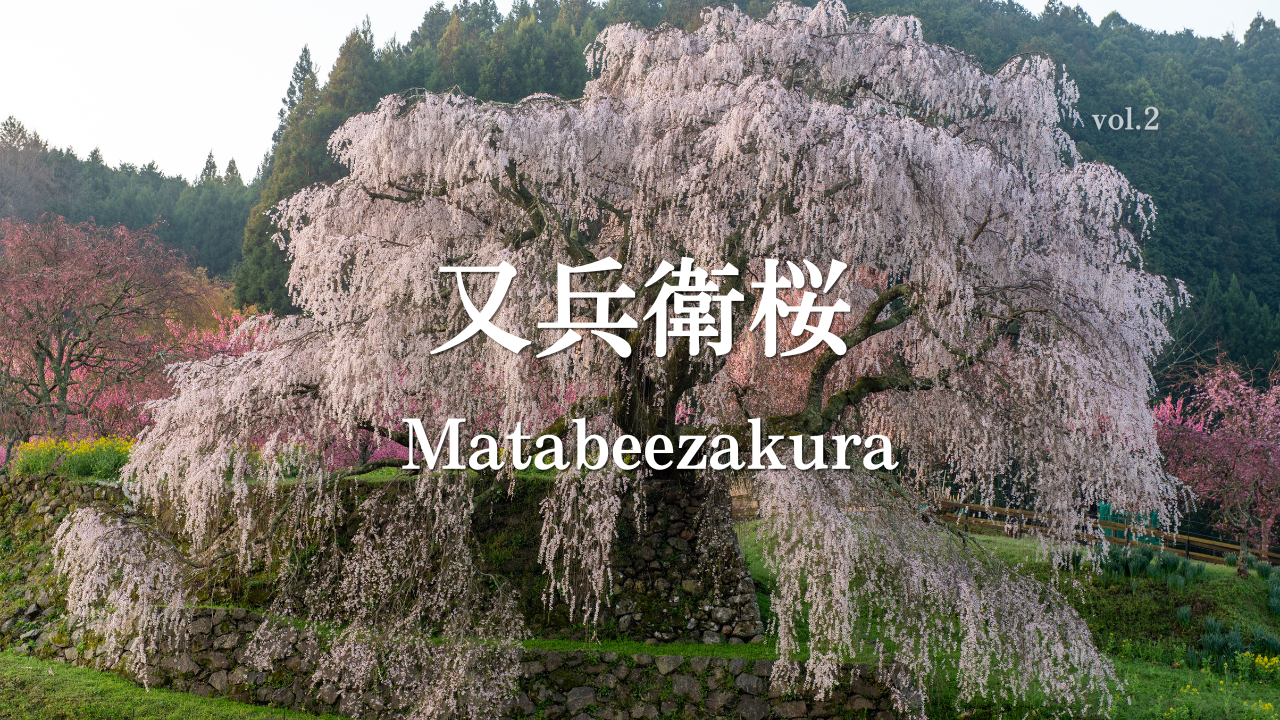 又兵衛桜