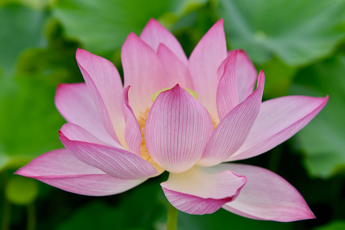 蓮の花